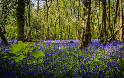 Hamptworth Golf - March Newsletter